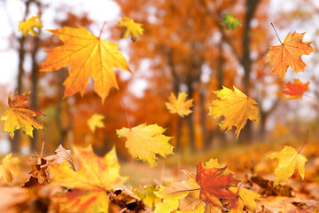 Naklejka na ściany i meble Autumn season. Beautiful leaves falling in park