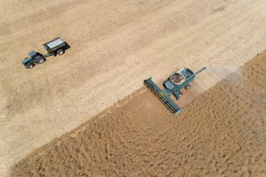 Canola field harvest in Western Australia