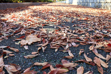 落ち葉の降る小道 2