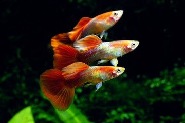 グッピー　群れ　並んだグッピー