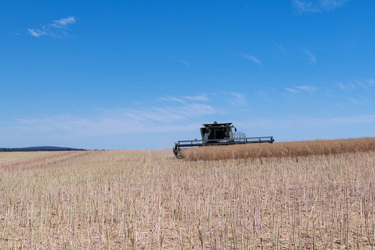 Harvesting of canola fields in the wheat belt of Western Australia