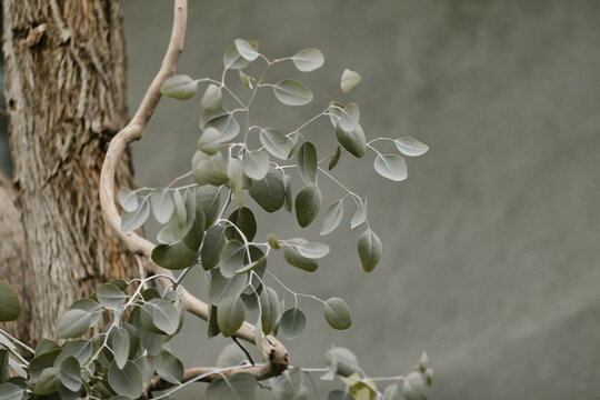 eucalyptus leaves against textured wall