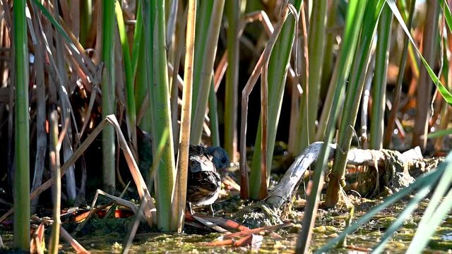 Spotted crake clearly visible in a cane grove