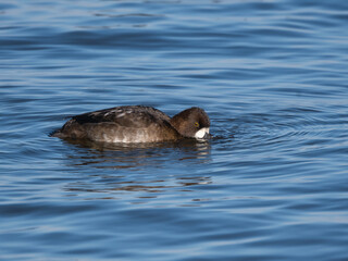 Female Lesser Scaup Swimming and Foraging in Fall