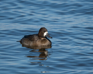 Female Lesser Scaup swimming in Fall