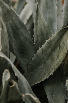 detail of green agave plant