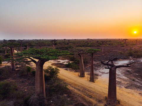 Scenic aerial view of sunrise at Baobab Avenue with green baobab branches