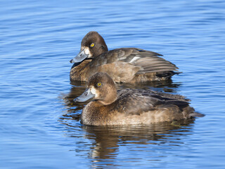 Two Female Lesser Scaups Swimming in Fall