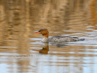 Female Red-breasted Merganser Swimming in Brown Yellow Water in Fall