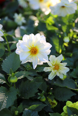 gorgeous white dahlia growing in the park on a sunny day