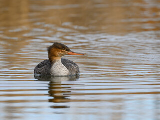 Female Red-breasted Merganser Swimming in Brown Yellow Water in Fall