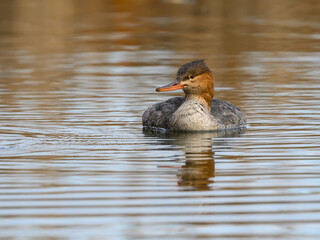 Female Red-breasted Merganser Swimming in Brown Yellow Water in Fall