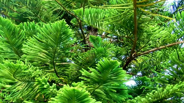 A view over green branches of decorative pine tree during clear summer day.