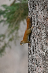 American Red Squirrel crawls down the tree in Fall