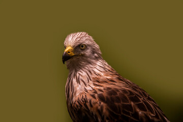Hawk Taxidermy Specimen on Isolated Background
