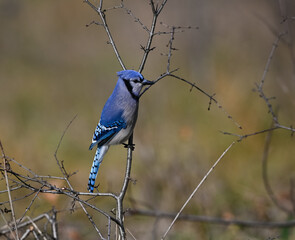 Blue Jay Perched on Tree Branch in Fall