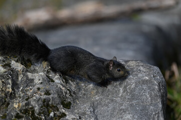 Black Squirrel Standing on Rock in Fall - Powered by Adobe