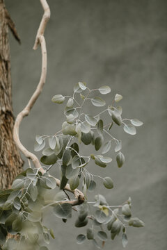 eucalyptus leaves against textured wall