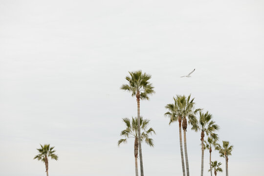 palm trees against cloudy sky