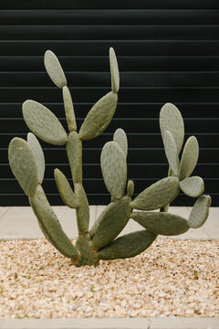 cactus plant against black wall