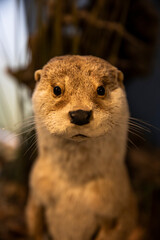 Otter Taxidermy Animal Mount Looking at Camera