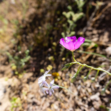 A magenta flower in the mountain road / Flor pata de Guanaco