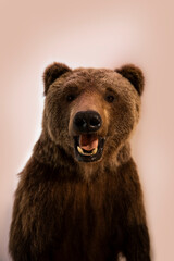 Naklejka premium Brown Bear Animal Mount
