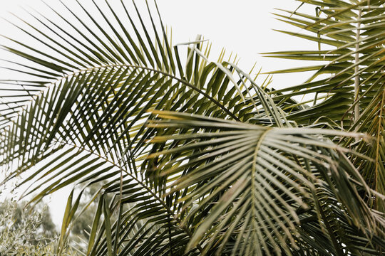 green palm leaves growing naturally