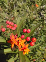 Planta flor algodoncillo, venenillo, flor de sangre, hierba María, platanillo. Roja con fondo desenfocado