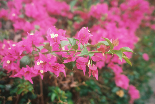 pink flowers in field