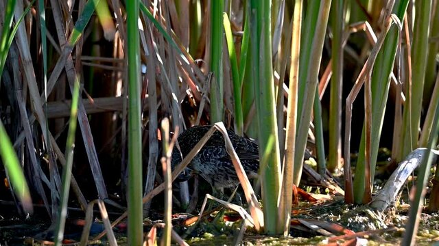 Spotted crake clearly visible in a cane grove