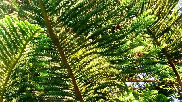 A view over green branches of decorative pine tree during clear summer day.