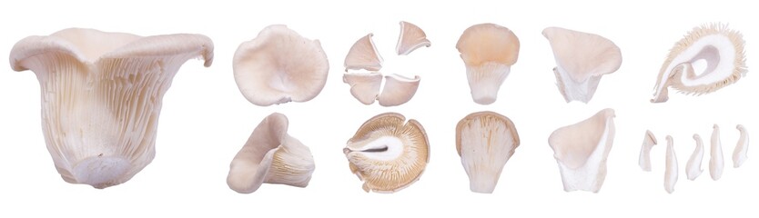 Oyster mushrooms. parts of the mushroom. panorama
