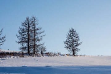 雪原の冬木立と青空
