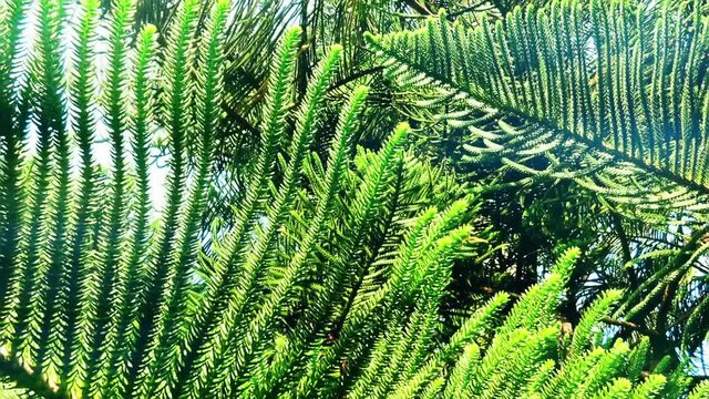 A view over green branches of decorative pine tree during clear summer day.