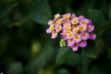 Pink Lantana camara L. blooming in the garden.