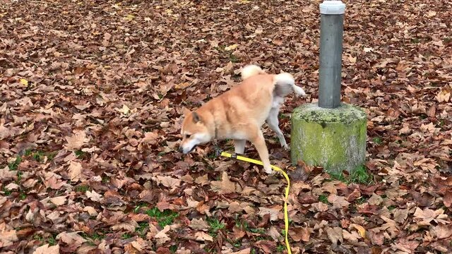Funny Shiba Inu dog urinates marking territory and cleans himself up. 