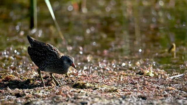 Spotted crake clearly visible in a cane grove
