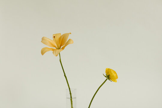 two flowers with blank background