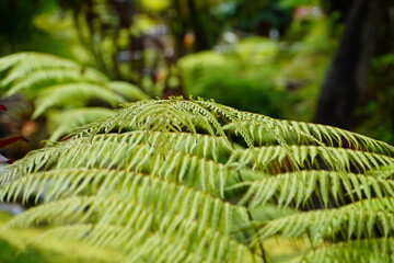 fern leaves