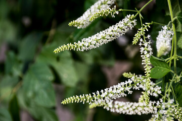 White flowers blooming in the garden