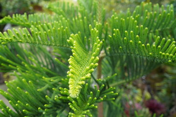 fern leaves