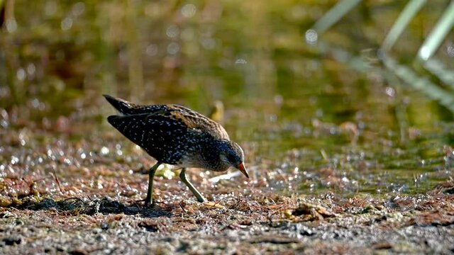 Spotted crake clearly visible in a cane grove
