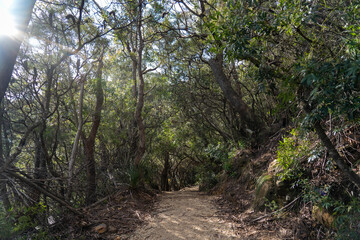 Naklejka na ściany i meble path in the forest, walking trail through the green bush area