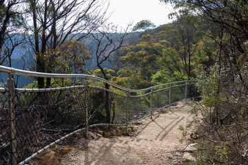 walking trail in the forest