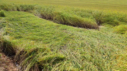 Rice fell in the field. A strong wind blows the rice plant to the ground. This causes a difficult harvest and the produce is damaged. Selective focus