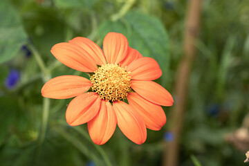 Daisy Orange