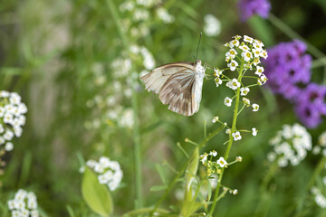 Little Butterfly