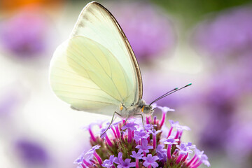 White Butterfly Macro