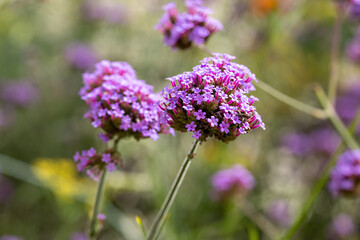 Lavender Flower